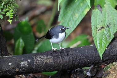 Sunda forktail (Enicurus velatus sumatranus), Muscicapidae familyasından bir kuş türü. Bu fotoğraf Sumatra, Endonezya 'da çekildi.