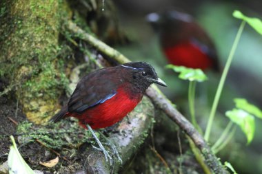 Sumatra, Endonezya 'daki zarif pitta (Erythropitta venusta).
