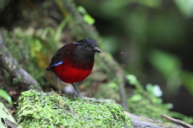 Sumatra, Endonezya 'daki zarif pitta (Erythropitta venusta).