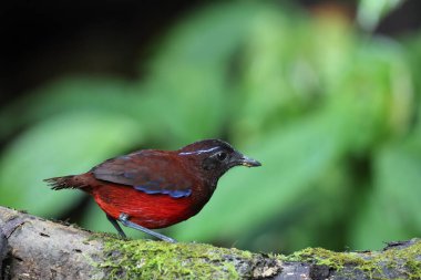 Sumatra, Endonezya 'daki zarif pitta (Erythropitta venusta).