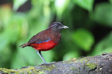 Sumatra, Endonezya 'daki zarif pitta (Erythropitta venusta).