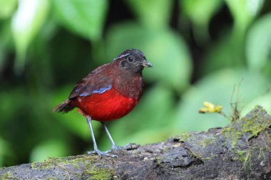 Sumatra, Endonezya 'daki zarif pitta (Erythropitta venusta).