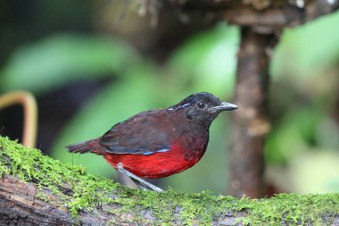 Sumatra, Endonezya 'daki zarif pitta (Erythropitta venusta).