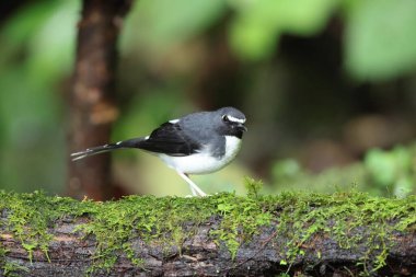 Sunda forktail (Enicurus velatus sumatranus), Muscicapidae familyasından bir kuş türü. Bu fotoğraf Sumatra, Endonezya 'da çekildi.