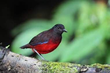 Sumatra, Endonezya 'daki zarif pitta (Erythropitta venusta).