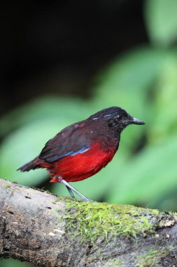Sumatra, Endonezya 'daki zarif pitta (Erythropitta venusta).