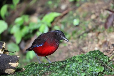 Sumatra, Endonezya 'daki zarif pitta (Erythropitta venusta).