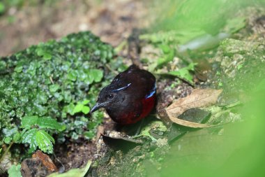 Sumatra, Endonezya 'daki zarif pitta (Erythropitta venusta).