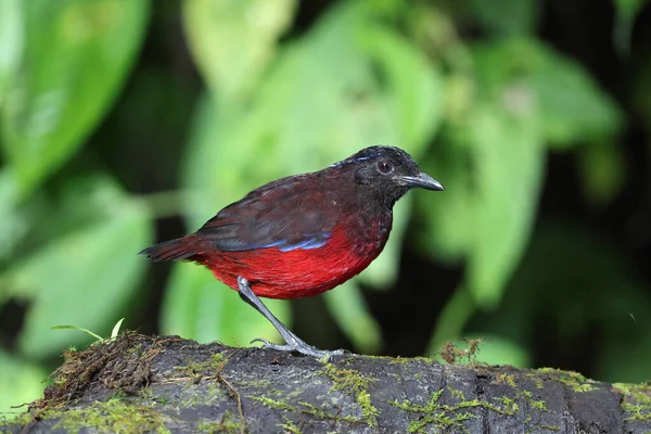 Sumatra, Endonezya 'daki zarif pitta (Erythropitta venusta).