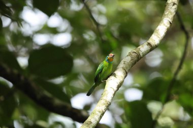 Sumatra Adası, Endonezya 'da Kara Kaşlı Barbet (Psilopogon oorti).