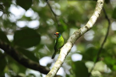 Sumatra Adası, Endonezya 'da Kara Kaşlı Barbet (Psilopogon oorti).