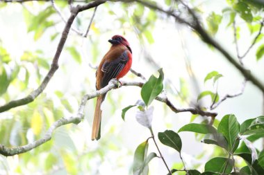 Kızıl başlı trogon (Harpactes erythrocephalus), Trogonidae familyasından bir kuş türü. Bu fotoğraf Sumatra, Endonezya 'da çekildi..