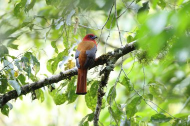 Kızıl başlı trogon (Harpactes erythrocephalus), Trogonidae familyasından bir kuş türü. Bu fotoğraf Sumatra, Endonezya 'da çekildi..