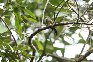 Sumatra Adası, Endonezya 'da Krem çizgili Bulbul (Ixos löcogrammicus)