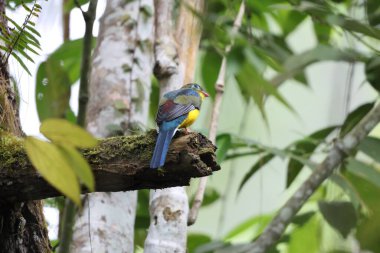 Sumatran trogon (Apalharpactes mackloti), Trogonidae familyasından bir kuş türü.. 