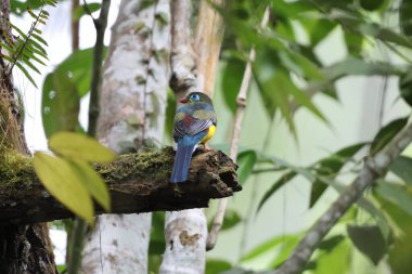 Sumatran trogon (Apalharpactes mackloti), Trogonidae familyasından bir kuş türü.. 
