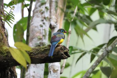 Sumatran trogon (Apalharpactes mackloti), Trogonidae familyasından bir kuş türü.. 