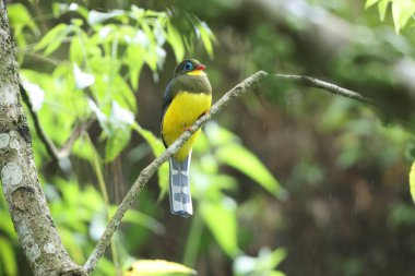 Sumatran trogon (Apalharpactes mackloti), Trogonidae familyasından bir kuş türü.. 