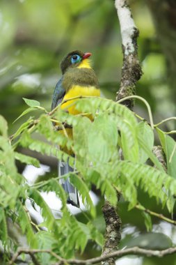 Sumatran trogon (Apalharpactes mackloti), Trogonidae familyasından bir kuş türü.. 