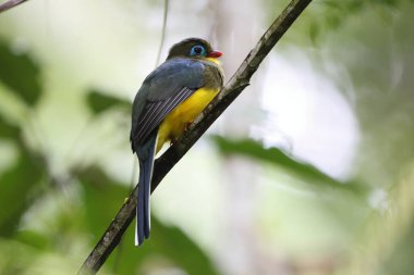Sumatran trogon (Apalharpactes mackloti), Trogonidae familyasından bir kuş türü.. 