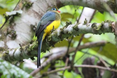 Sumatran trogon (Apalharpactes mackloti), Trogonidae familyasından bir kuş türü.. 