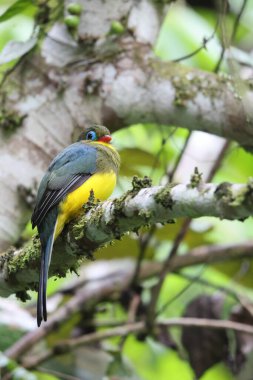 Sumatran trogon (Apalharpactes mackloti), Trogonidae familyasından bir kuş türü.. 