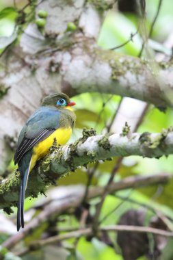 Sumatran trogon (Apalharpactes mackloti), Trogonidae familyasından bir kuş türü.. 