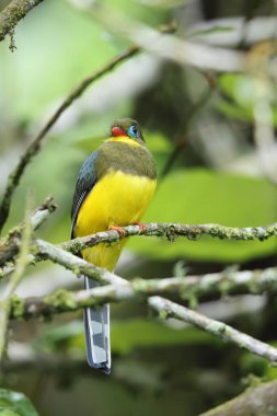 Sumatran trogon (Apalharpactes mackloti), Trogonidae familyasından bir kuş türü.. 