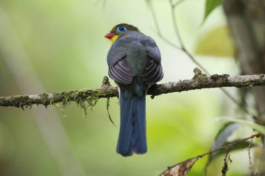 Sumatran trogon (Apalharpactes mackloti), Trogonidae familyasından bir kuş türü.. 