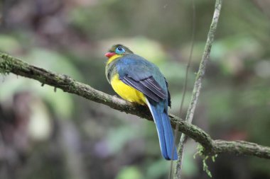 Sumatran trogon (Apalharpactes mackloti), Trogonidae familyasından bir kuş türü.. 