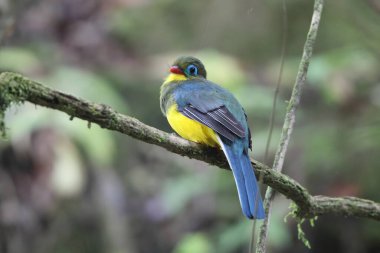 Sumatran trogon (Apalharpactes mackloti), Trogonidae familyasından bir kuş türü.. 