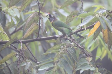 Ateş püsküllü barbet (