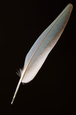 Fischer'ın cennet papağanı (Agapornis fischeri tüy)