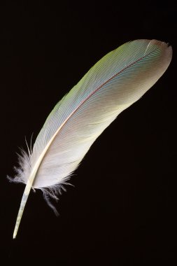 Fischer'ın cennet papağanı (Agapornis fischeri tüy)