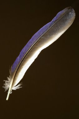 Ortak cennet Kingfisher (Tanysiptera galatea tüy)