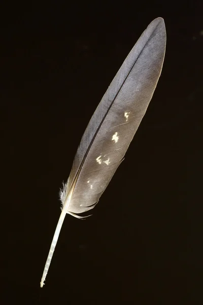 羽毛的红尾黑凤头鹦鹉 (Calyptorhynchus banksii) — 图库照片