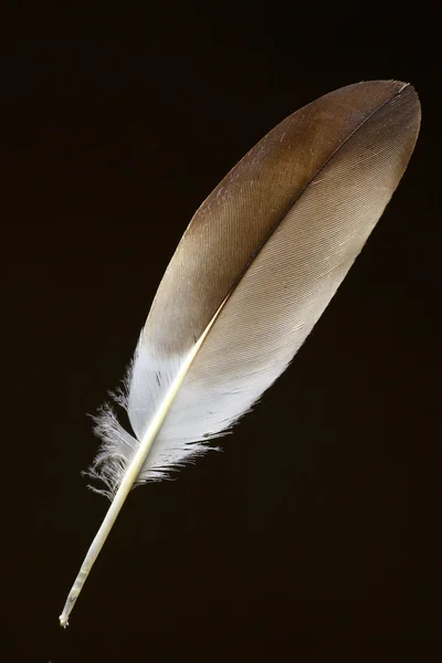 Feather of Red-tailed Black Cockatoo (Calyptorhynchus banksii) — Stock Photo, Image