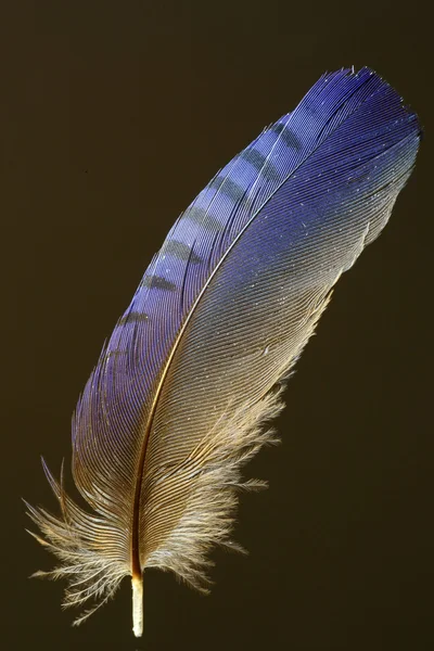 Feather of Lidth's Jay (Garrulus lidthi) — Stock Photo, Image