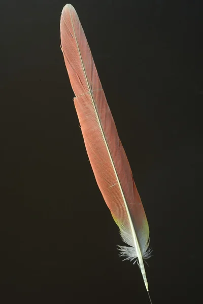 Feather of Green-cheeked Parakeet (Pyrrhura molinae) — Stock Photo, Image