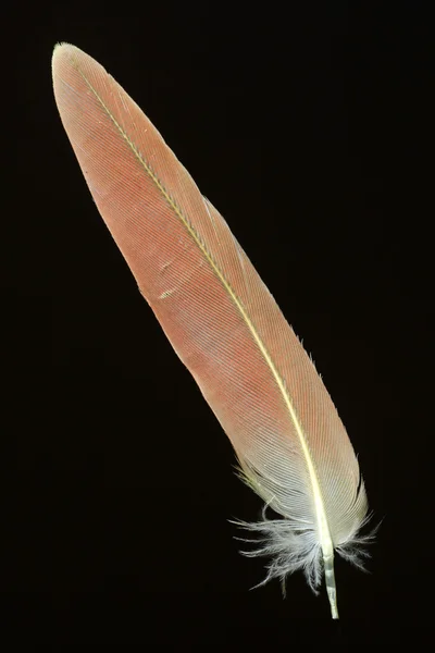 Plume de perruche à joues vertes (Pyrrhura molinae ) — Photo