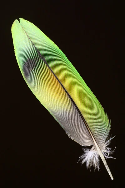피셔의 모란 잉 꼬 (Agapornis fischeri의 깃털) — 스톡 사진