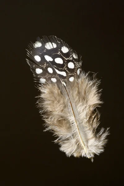 Plume de pintade casquée (Numida meleagris) ) — Photo