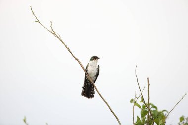 Diederik guguk kuşu (