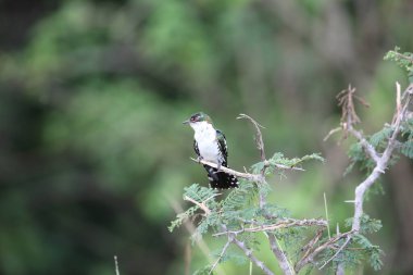 Diederik guguk kuşu (