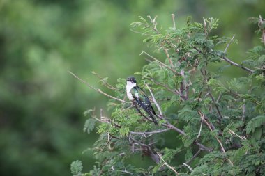 Diederik guguk kuşu (