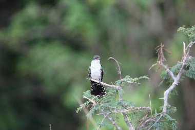 Diederik guguk kuşu (