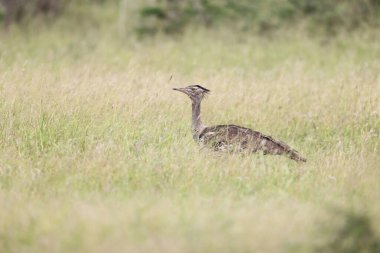 Kori bustard (Ardeotis kori) Afrika 'nın en büyük uçan kuşudur..