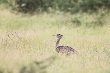 Kori bustard (Ardeotis kori) Afrika 'nın en büyük uçan kuşudur..