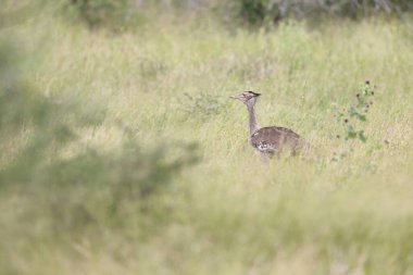 Kori bustard (Ardeotis kori) Afrika 'nın en büyük uçan kuşudur..