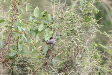Beyaz sırtlı akbaba (Gyps africanus), Accipitridae familyasından bir akbaba türü. Bu fotoğraf Güney Afrika 'daki Kruger Ulusal Parkı' nda çekildi..
